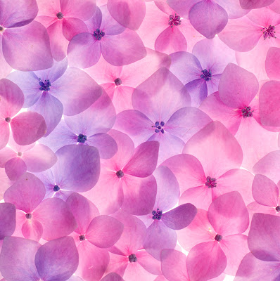 9 fotografías gratis de flores color rosa, fucsia y lila.