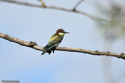 Abellerol (Merops apiaster)