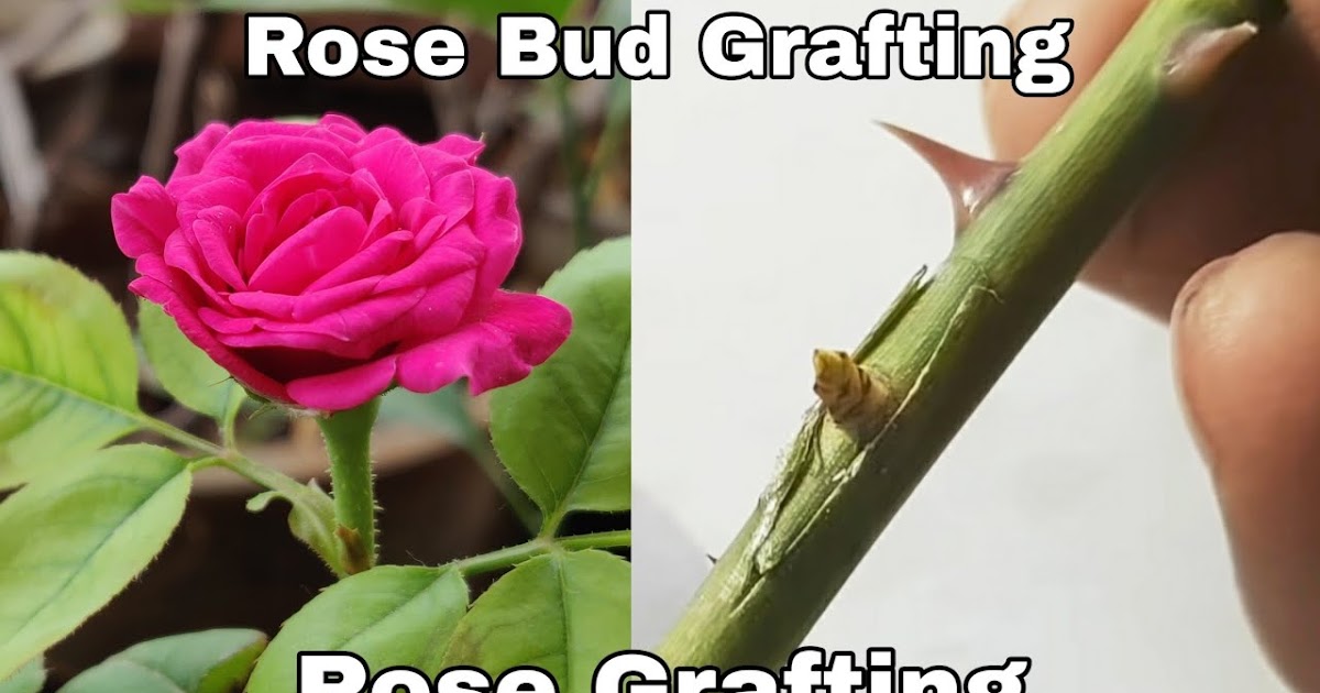 How to do rose grafting Prakratik com