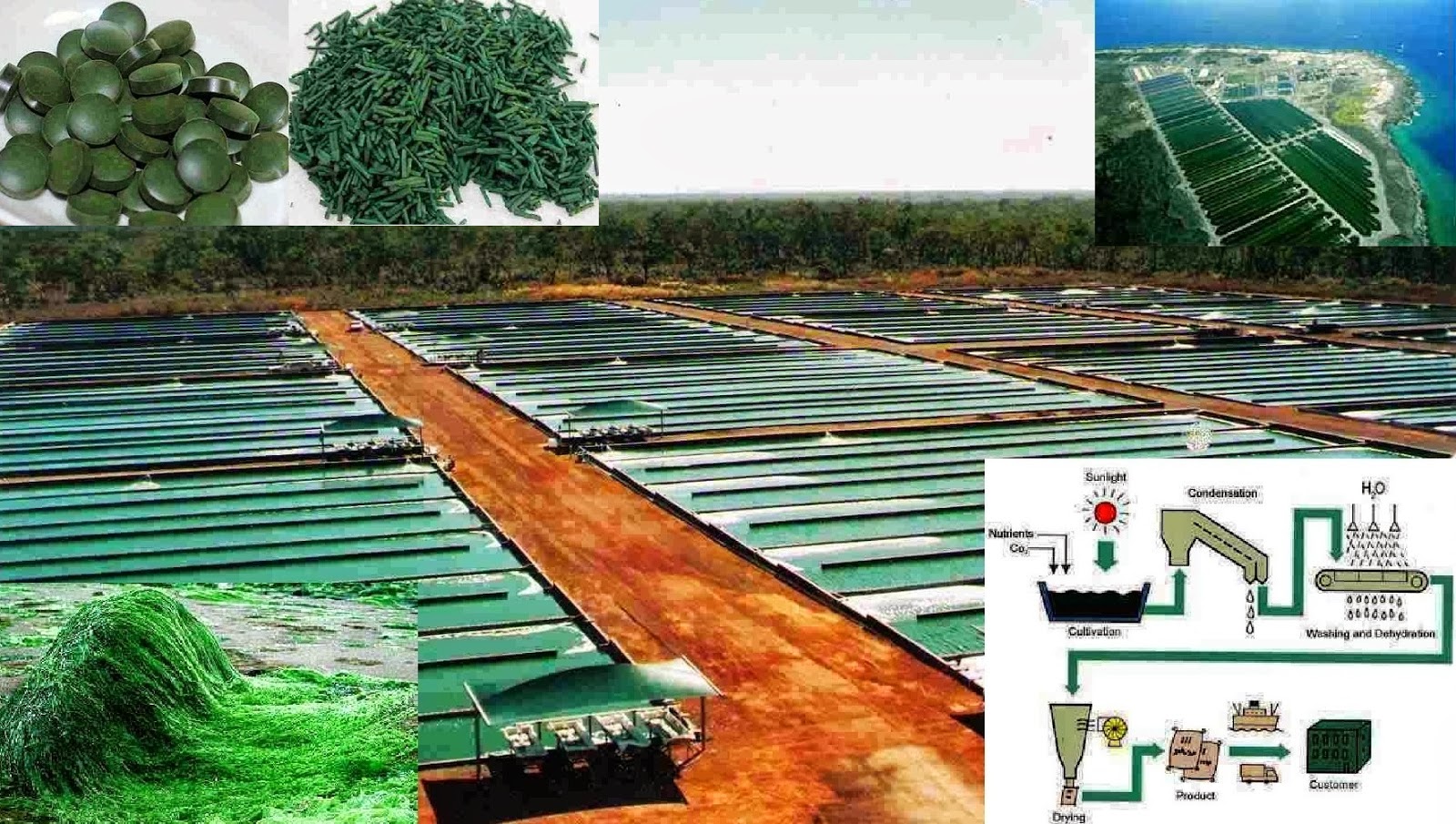 How to Grow Spirulina Commercial Spirulina Production Growing