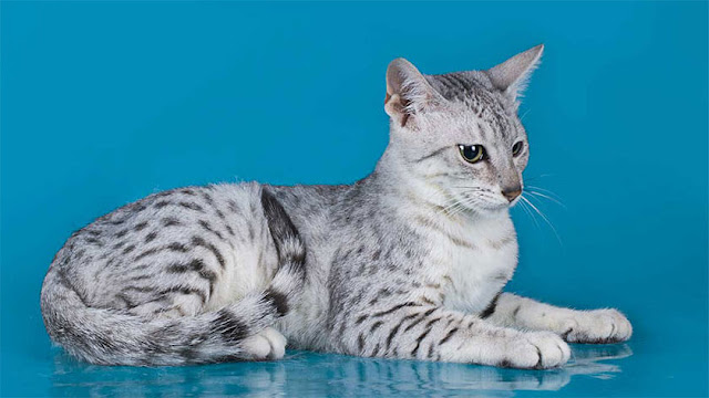 egyptian mau, egyptian mau personality, egyptian mau cats, egyptian cats breeds