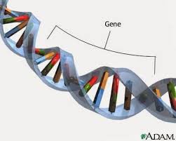 Pengertian Genetika Mikrobia Pengertian Genetika Mikrobia
