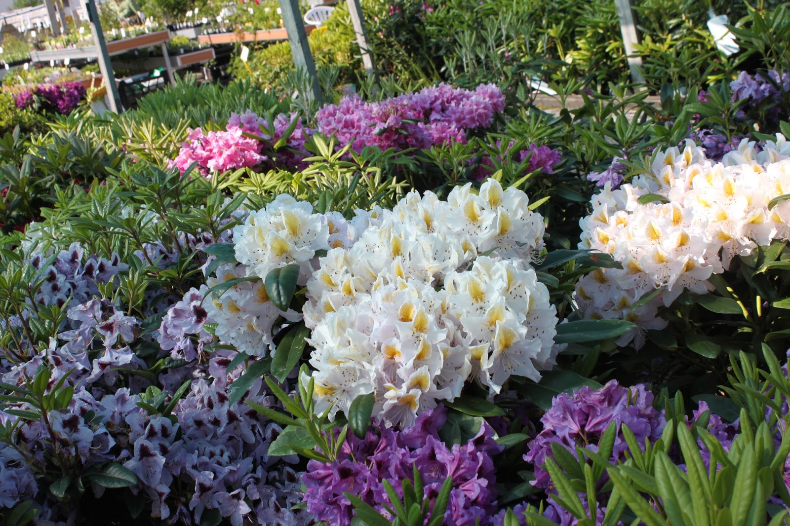 Karolinan puutarha. Karolinas trädgård. Karolina's garden.