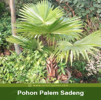 ciri ciri pohon palem sadeng