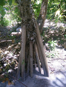 Close-up view of the "STILT ROOTS" of the Mangrove tree.