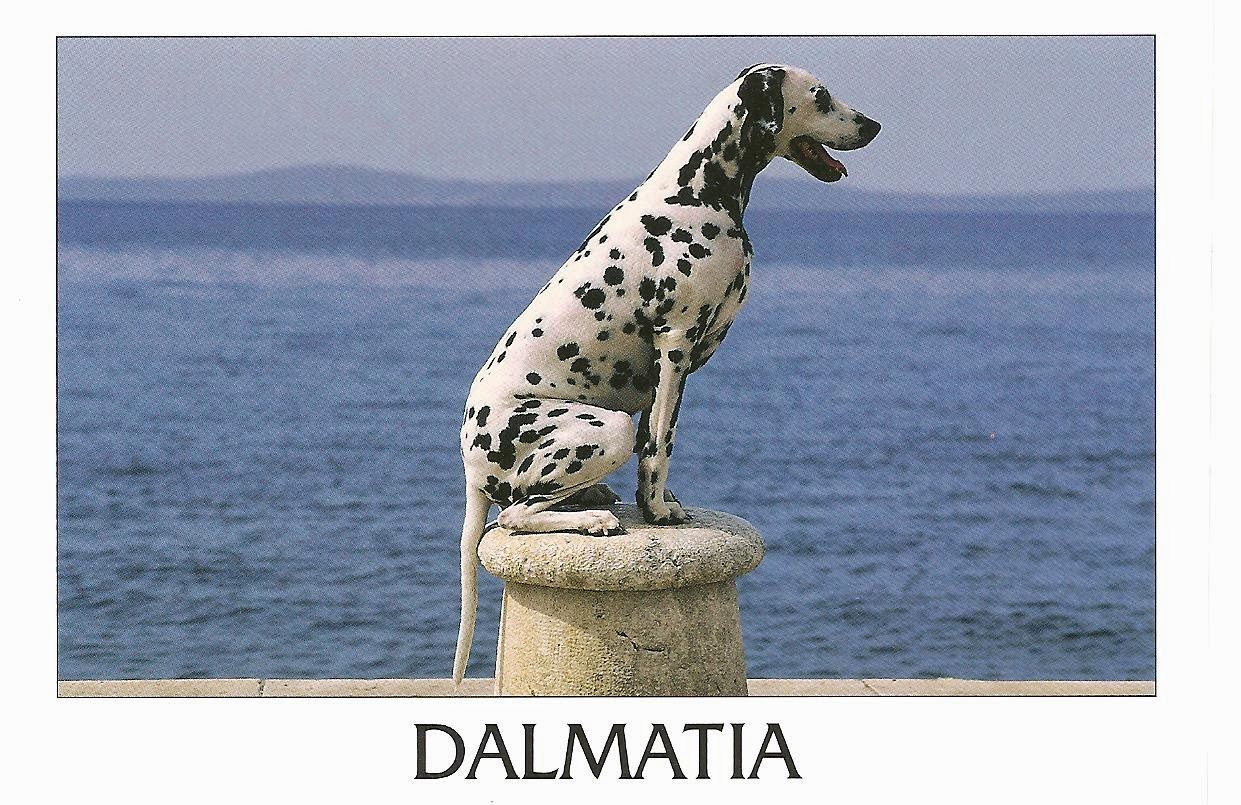 MY POSTCARDPAGE CROATIA Dalmatian dog
