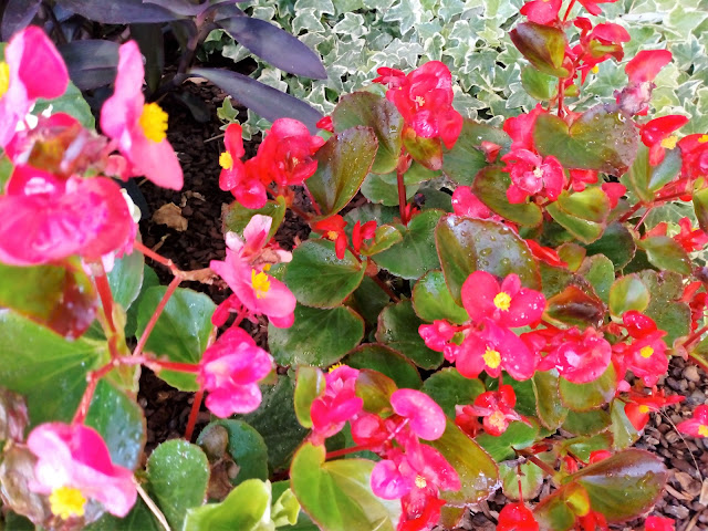 Begonia o flor de azúcar (Begonia semperflorens L.).