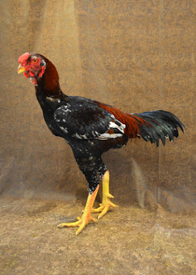 Tall Malay Rooster