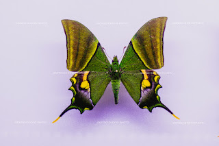 Ipomea del Negombo, Mostra Mercato Ipomea Lacco Ameno, Ipomea 2016, Ornithoptera alexandrae, farfalla più grande del mondo, Piante e Fiori Ischia, Foto Ischia, Foto Lacco Ameno, 