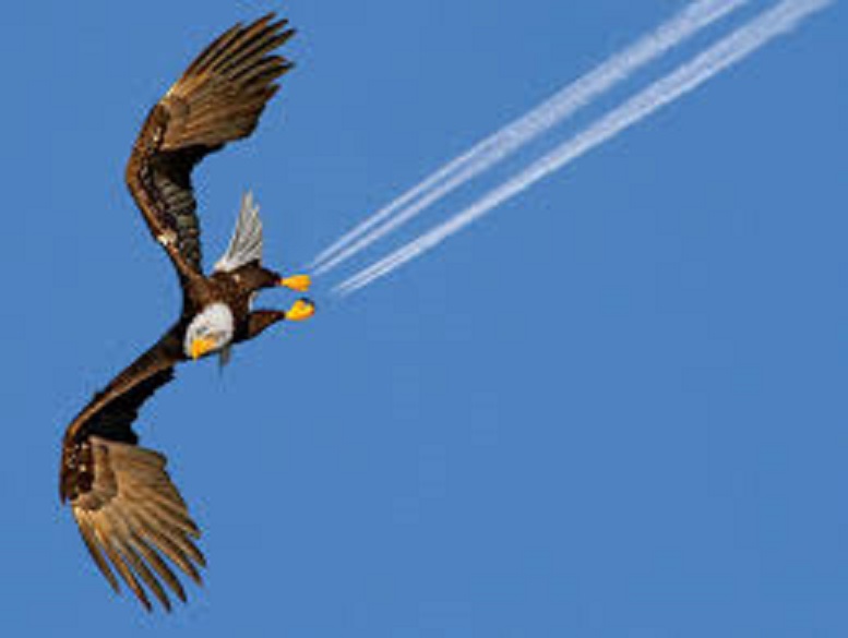 Jet Eagle ~