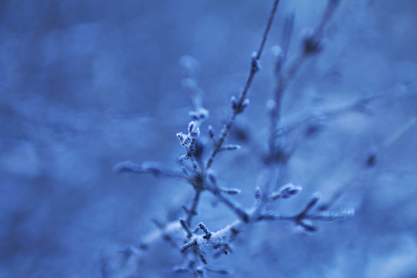 вокруг иней. иней. синий иней песня. иней синий иней синий иней синий. сумерки зимние, синие-синие.