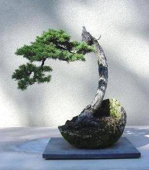 Ficus Benjamina Literati Bonsai Style
