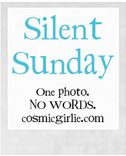 http://www.cosmicgirlie.com/silent-sunday/