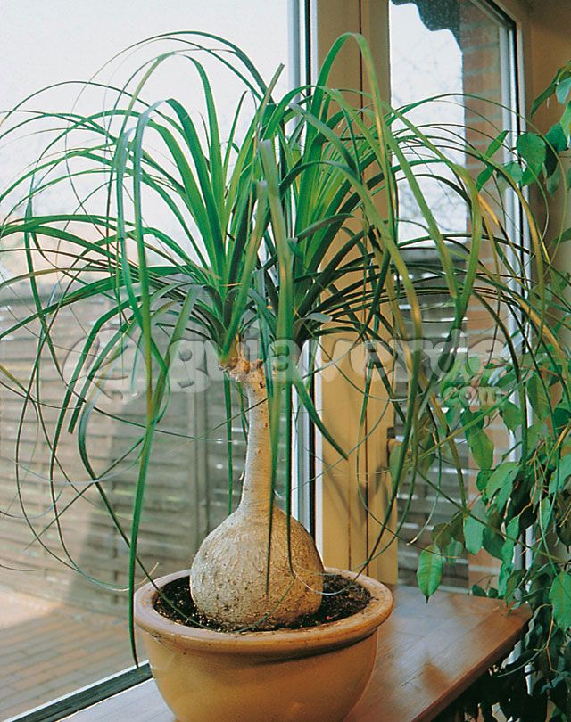 25 Jenis Jenis Pohon Palem Hias Dan Nama Latin Tukang Taman Surabaya