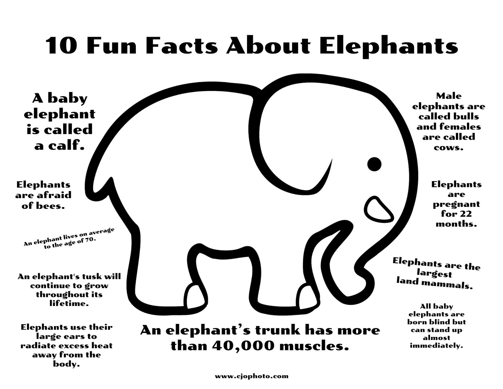 cjo-photo-fun-facts-coloring-page-elephants