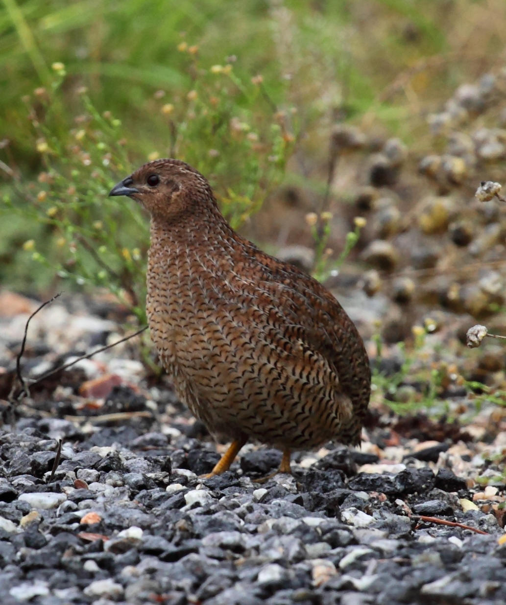 Birds Weekly in the Centralian Advocate Brown Quail