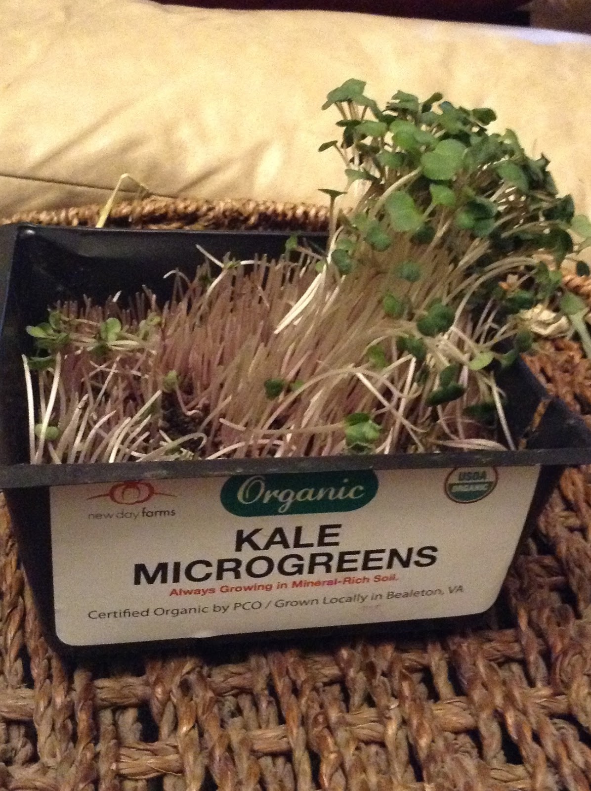 Cavy Savvy A Guinea Pig Blog Can Guinea Pigs Eat Micro Greens?