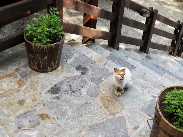 Cyprus Road Trip: Cat outside To Anoi restaurant in the Troodos hill town region. Cyprus Road Trip: Cat outside To Anoi restaurant in the Troodos hill town region.