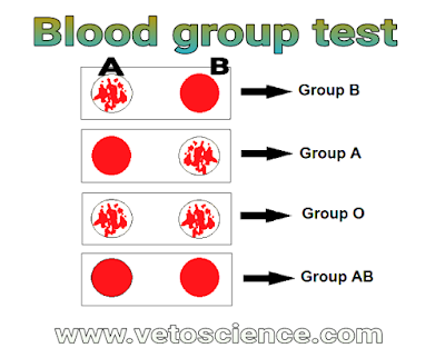 bombay blood group की testing ( जांच) कैसे की जाती है