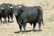 TORO DE "TOROS EL TORERO"