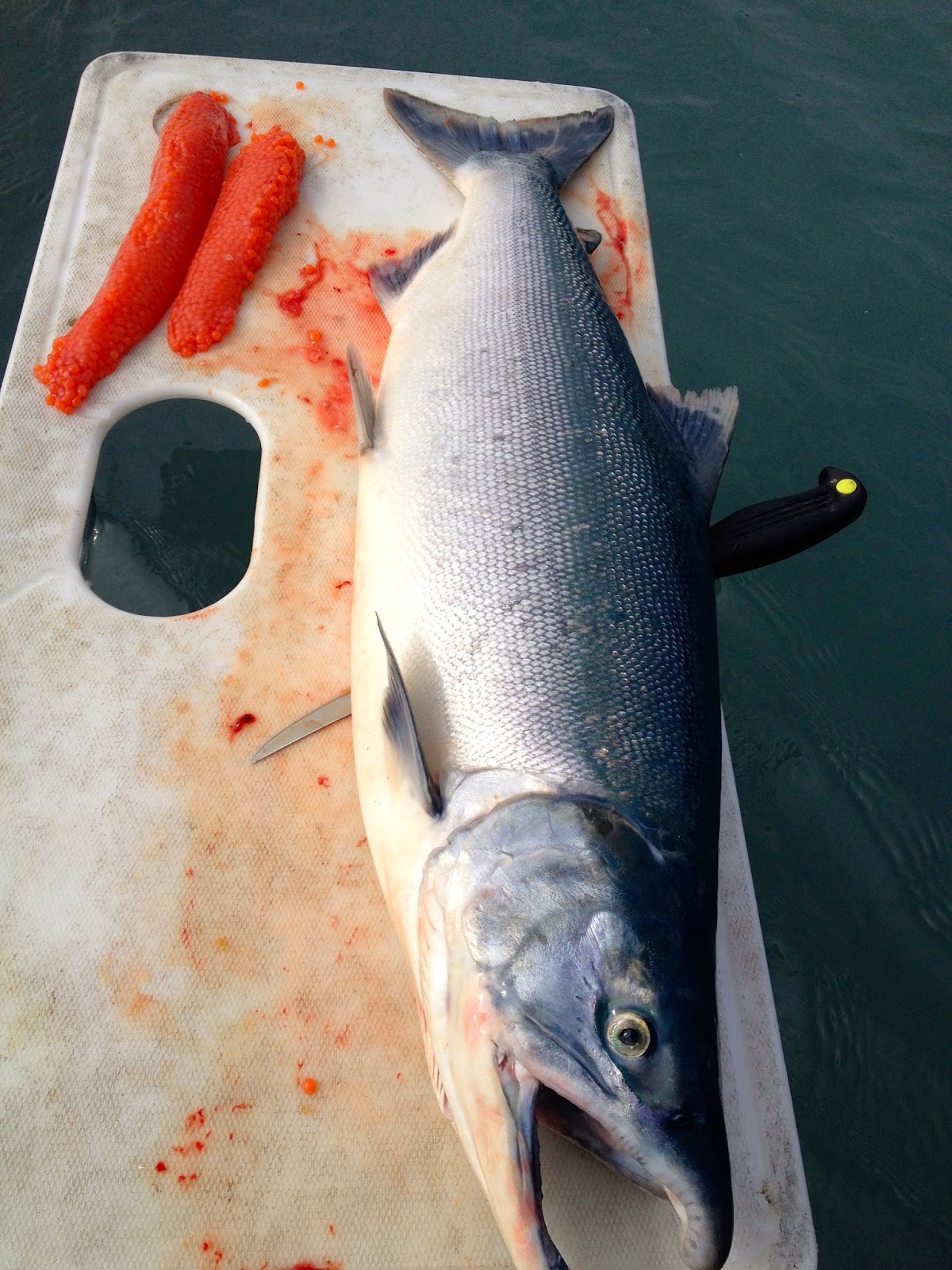 The Sockeye Swing