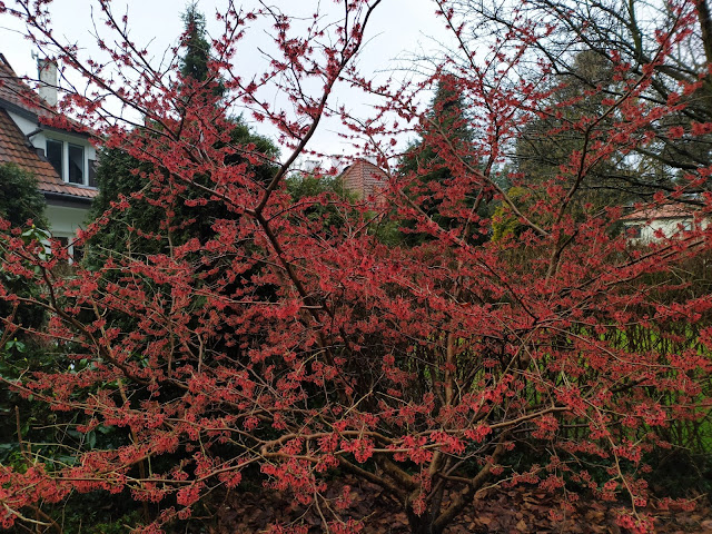 hamamelis Diane