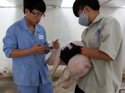Việt Nam từng bước chủ động được nguồn vắc xin heo tai xanh.