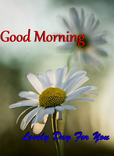 Good Morning New Messages Download flowers Images HD Wallpapers ~ Happy ...