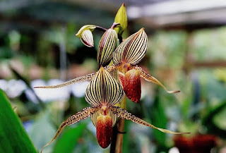 Tanaman Hias Rothschild's Orchid