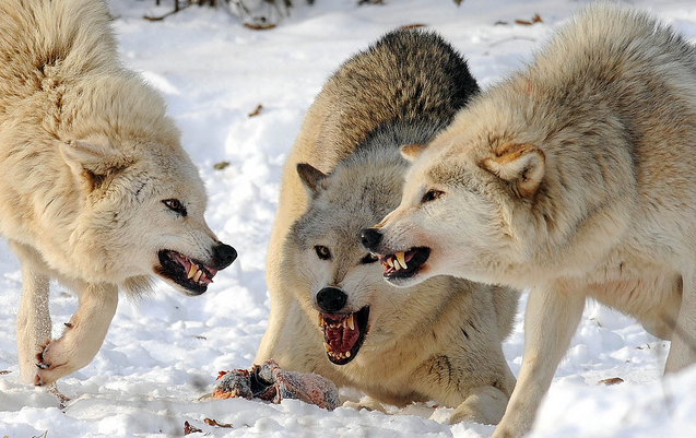 White Wolf : 10 pictures of growling wolves that will awaken your alpha ...