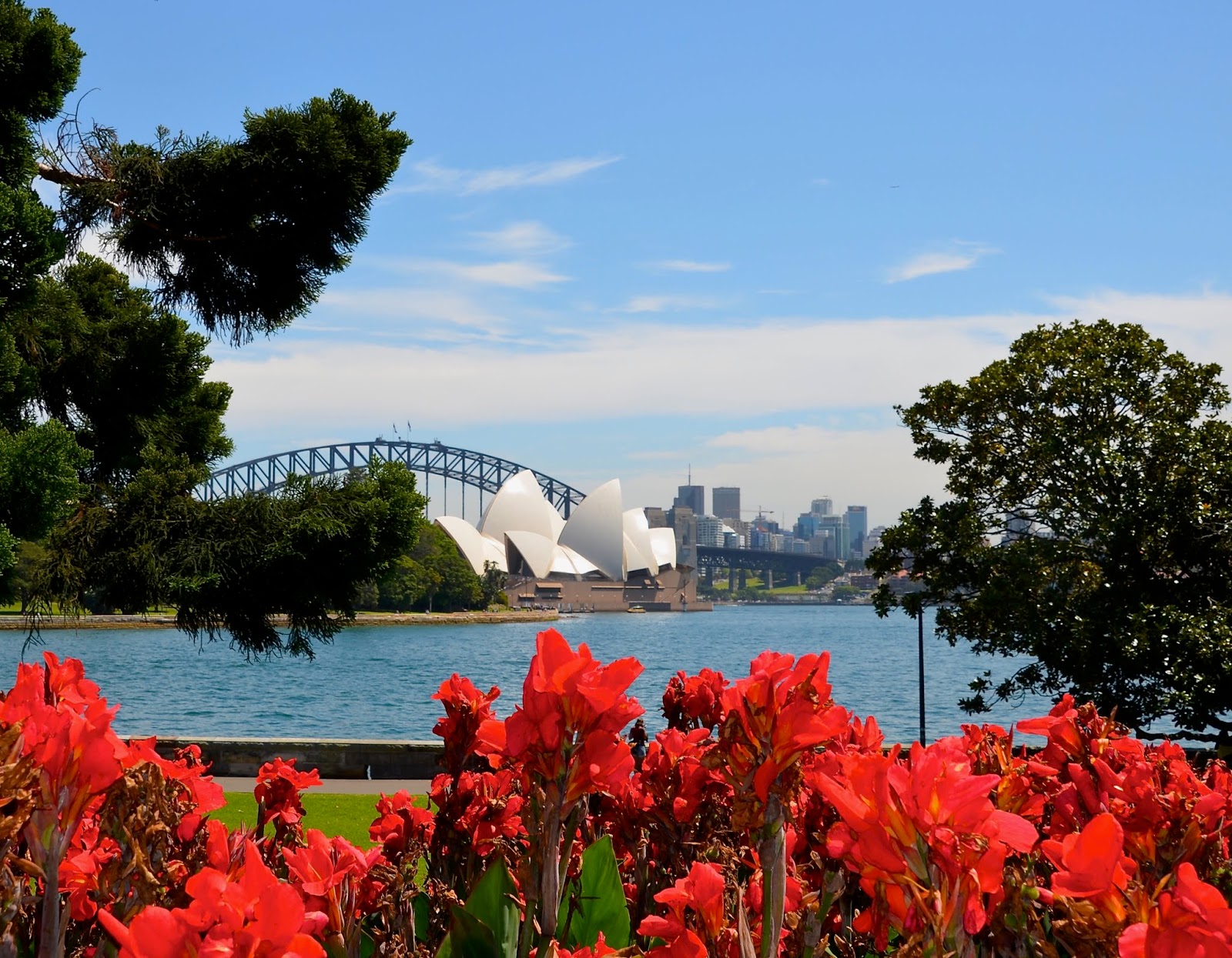 Life Between The Flowers Forsythia Yellow Spring Flowering Shrub