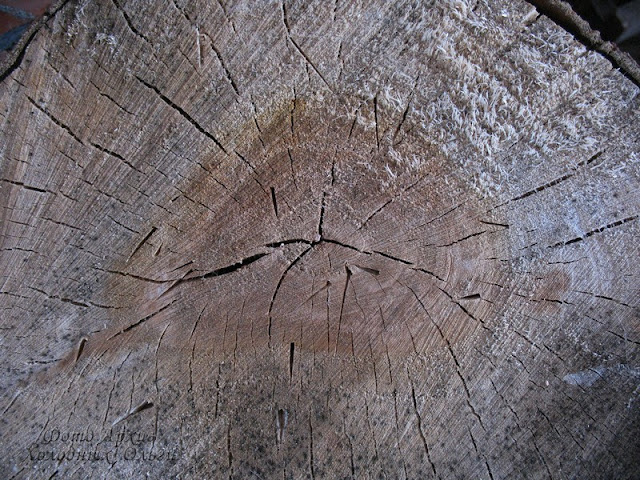 Текстура древесина