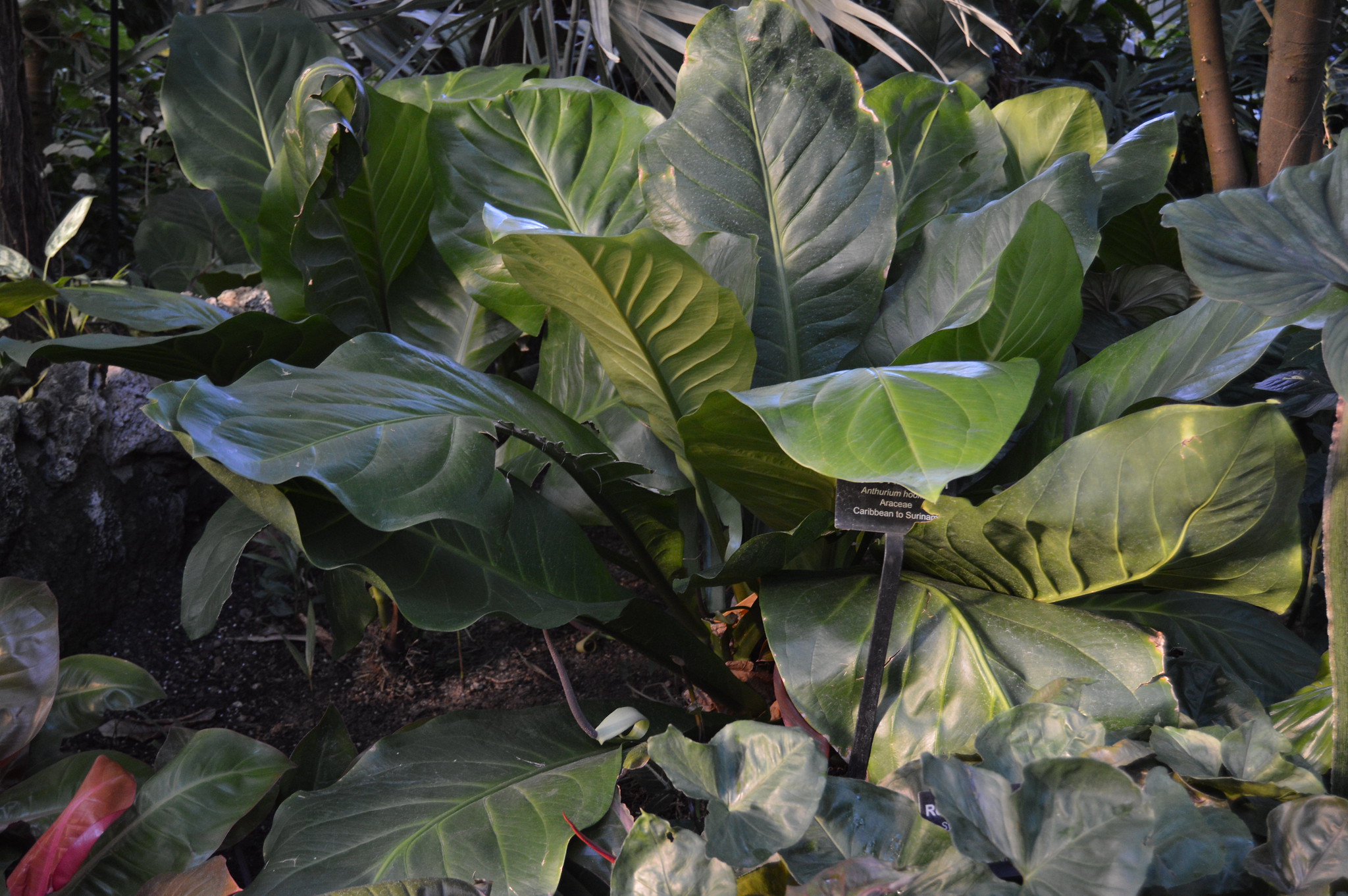 Anthurium hookeri Bird's nest anthurium care Travaldo's blog