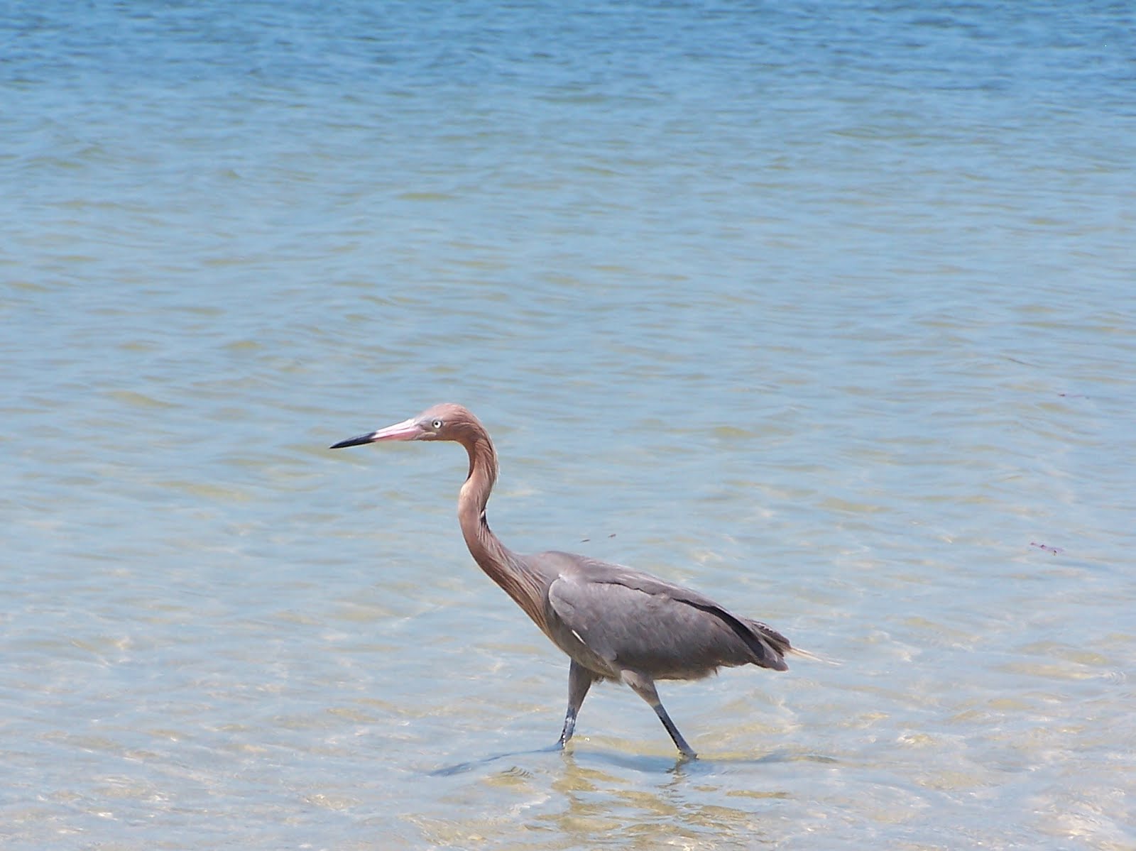 Green Place Seabirds on a Florida Beach
