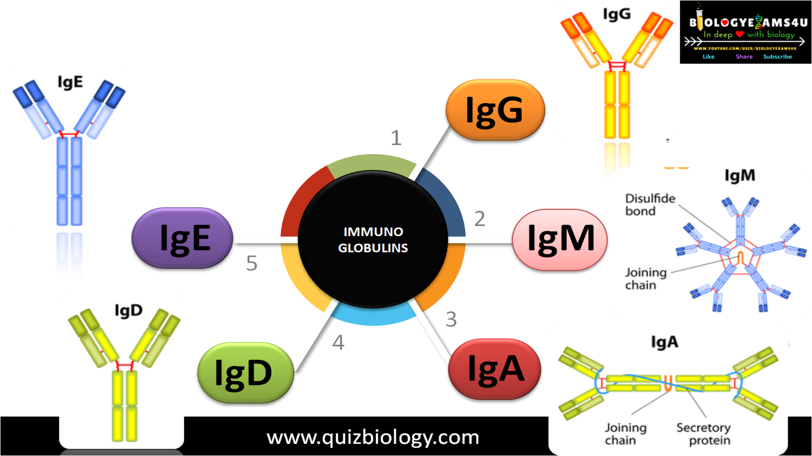 Quiz on Immunoglobulin Classes and Functions Immunology Quiz