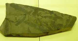 Museo Paleontológico de Elche.