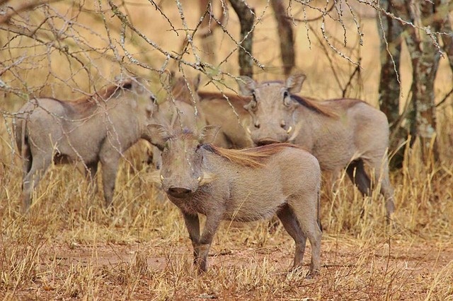 Buford Nature's Adventures: Are Texas Warthogs Coming?