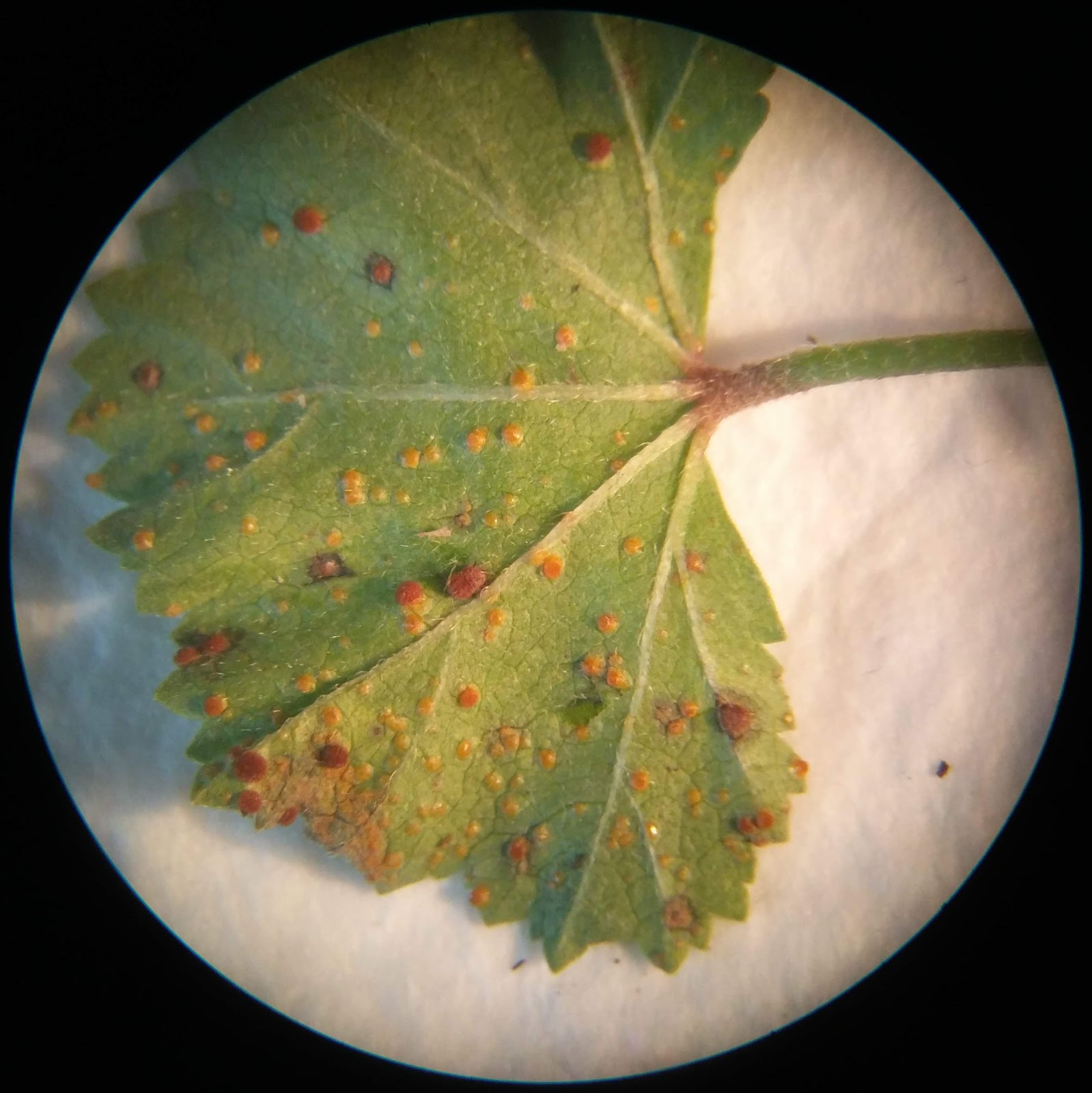 Misidentifying Fungi: North of the border (over Bramley way)