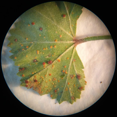Misidentifying Fungi: North of the border (over Bramley way)