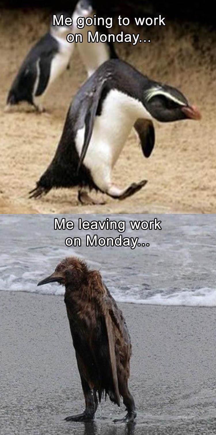 Funny Monday Memes 31