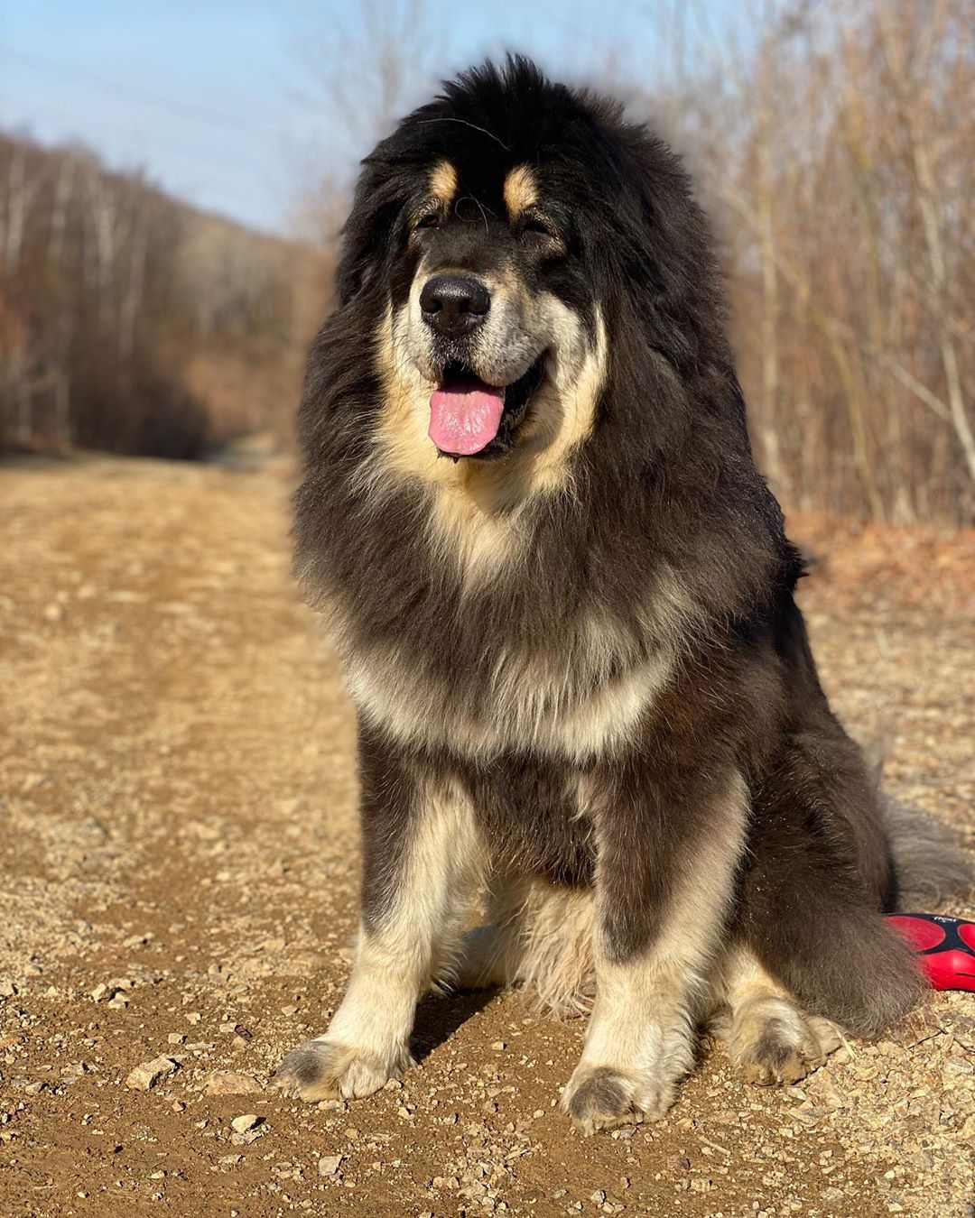 Tibetan Mastiff The Most Expensive Dogs In The World I Chinese Bear Dog