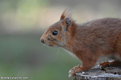 Esquirol Esquirol
