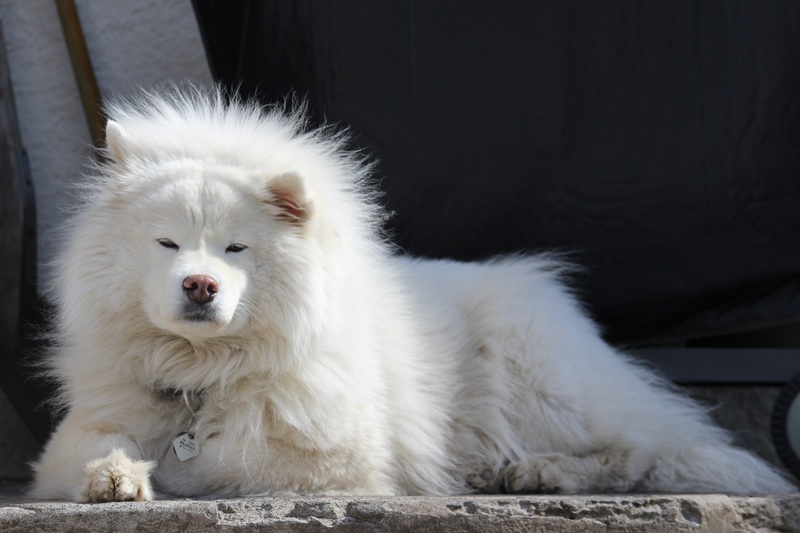 Chó Alaska trắng tuyết