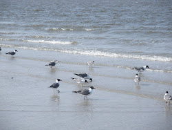 Seagulls on St. Edisto Beach_South Carolina