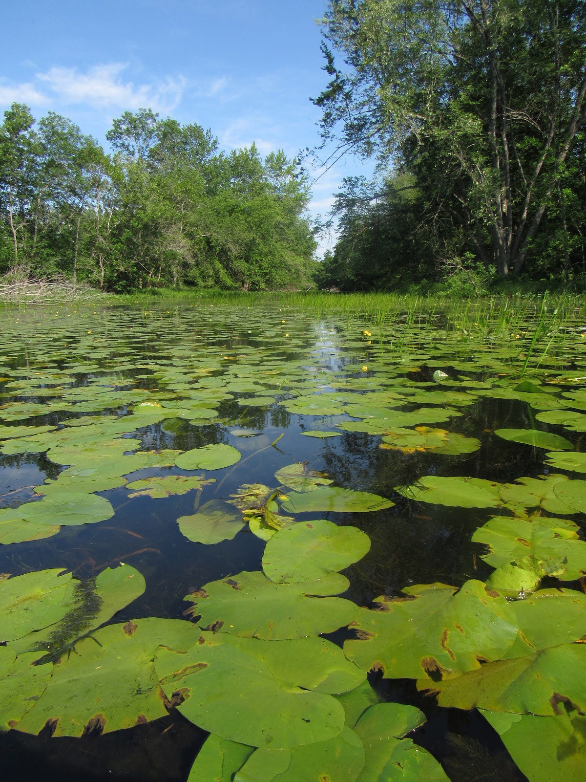 Recreational Kayaking in Maine Saco River, Standish