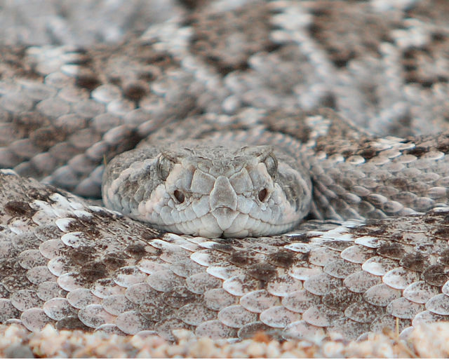 Arizona: Beetles, Bugs, Birds and more: Many Ways to Shoot a Rattler