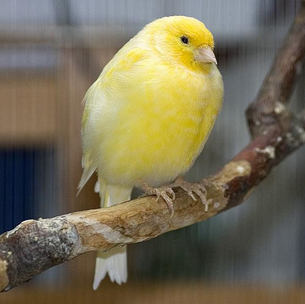 26+ Burung kenari merah bandung terbaru