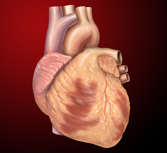 Can cancer occur in the heart? - My Q/A Corner