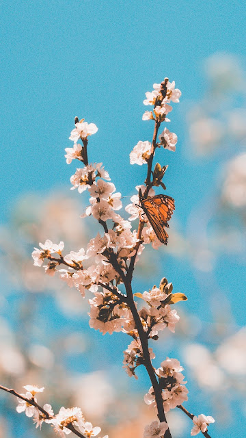 HD butterfly wallpaper, twig, flowers, macro