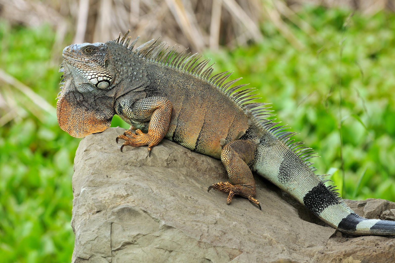 namahewan2016 iguana hutan Images